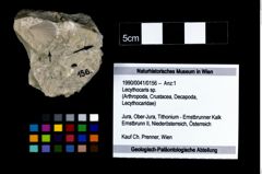 Foto (Objekt + Etikett) von Lecythocaris sp.  (NHMW-GEO-1990-0041-0156)